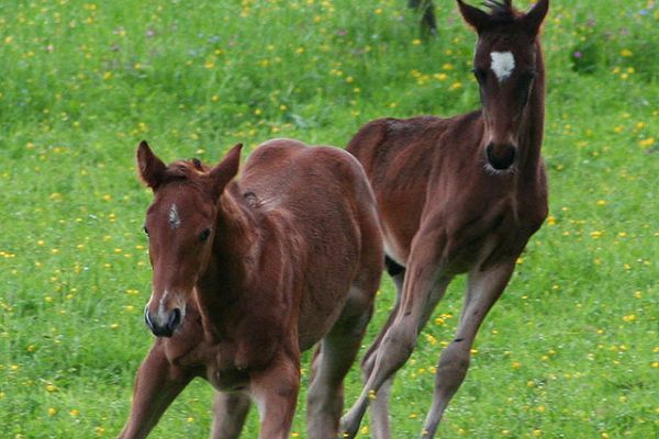 Strasserwirt -Reiten in Kitzbühels Alpen (Sankt Ulrich am Pillersee)